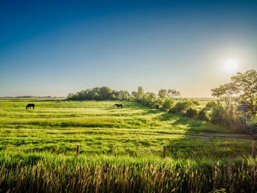 Pellwormer Ferienhaus mit Ausblick über die Insel